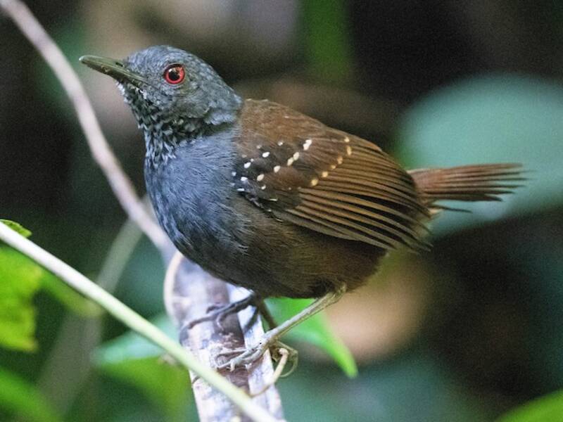 Goeldi-Ameisenvogel, Fotos 4