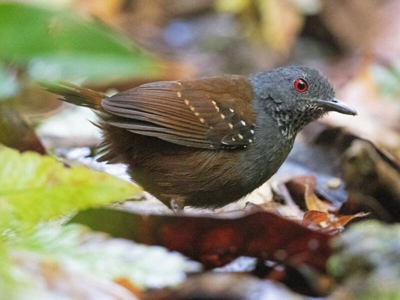 Goeldi-Ameisenvogel