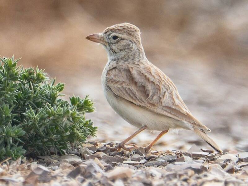 Alouette d'Arabie, Photos 3