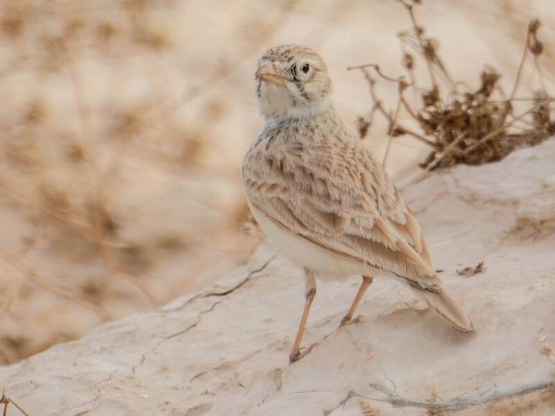 Allodola araba