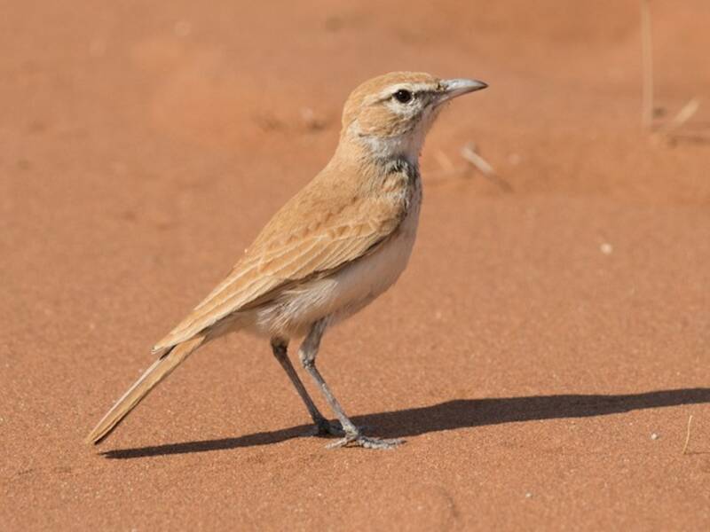 Dune Lark
