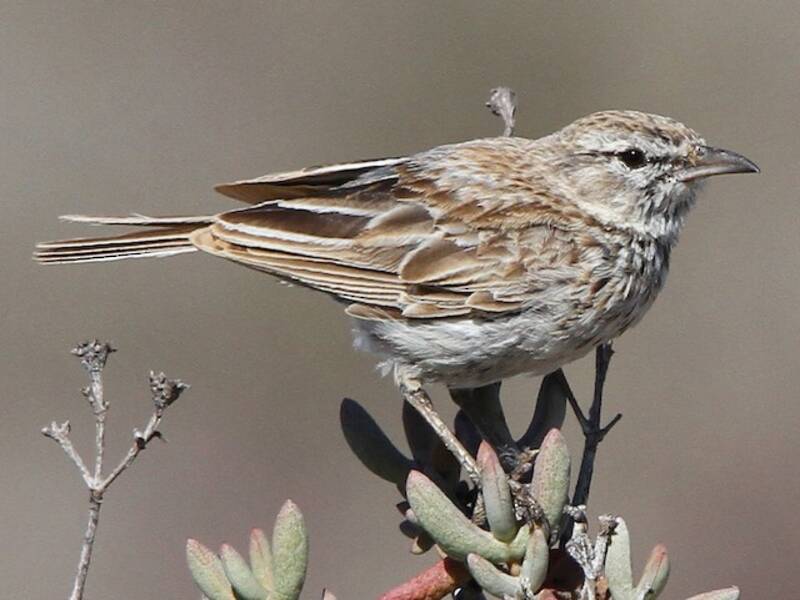 Dune Lark, 照片 3