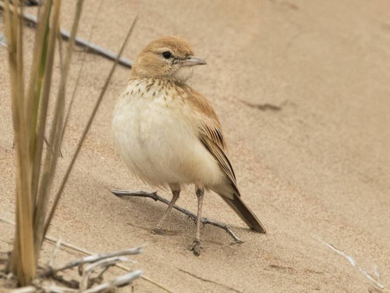 Dune Lark, 照片 2