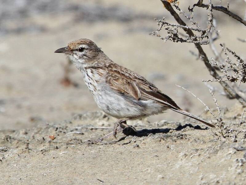 Dune Lark, 照片 4
