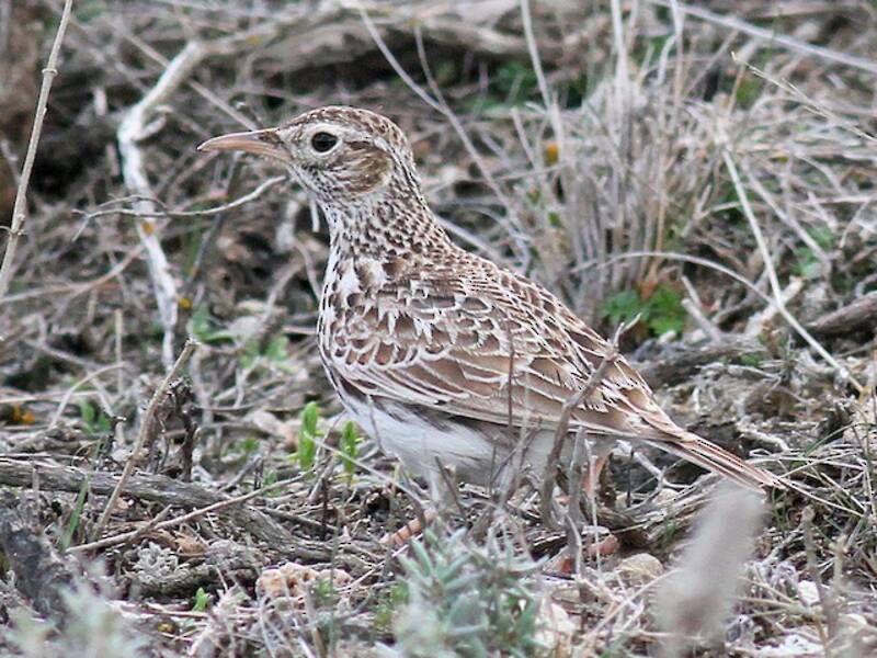Dupont's Lark, Photos 3