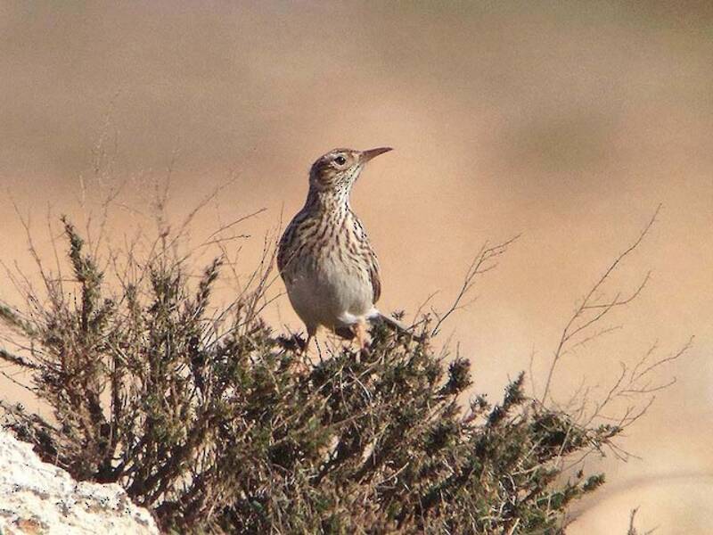 Dupont's Lark, Photos 2