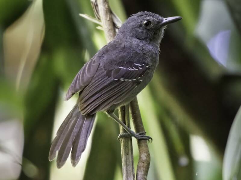 Dunkler Ameisenvogel, Fotos 3