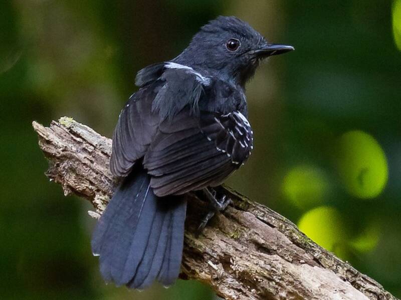 Dunkler Ameisenvogel, Fotos 2