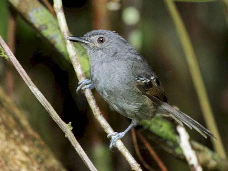 Dunkler Ameisenvogel, Fotos 4