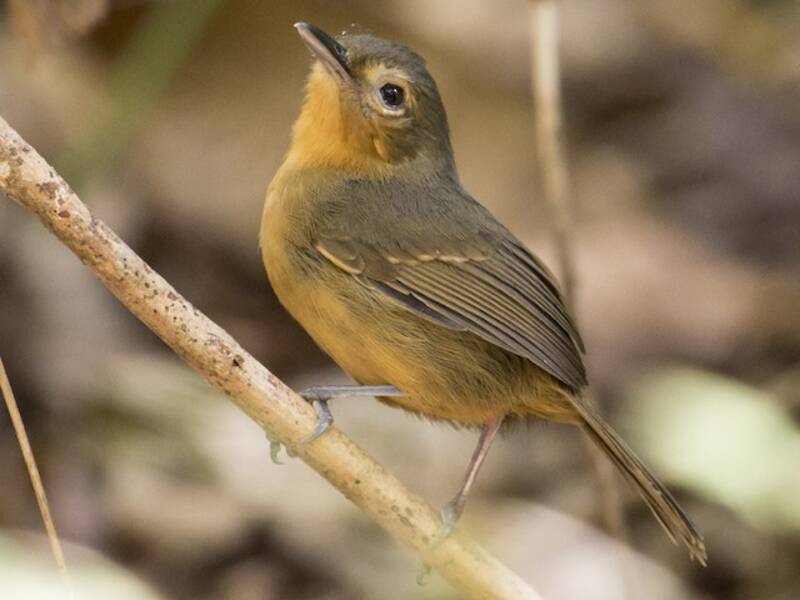 Dunkler Ameisenvogel
