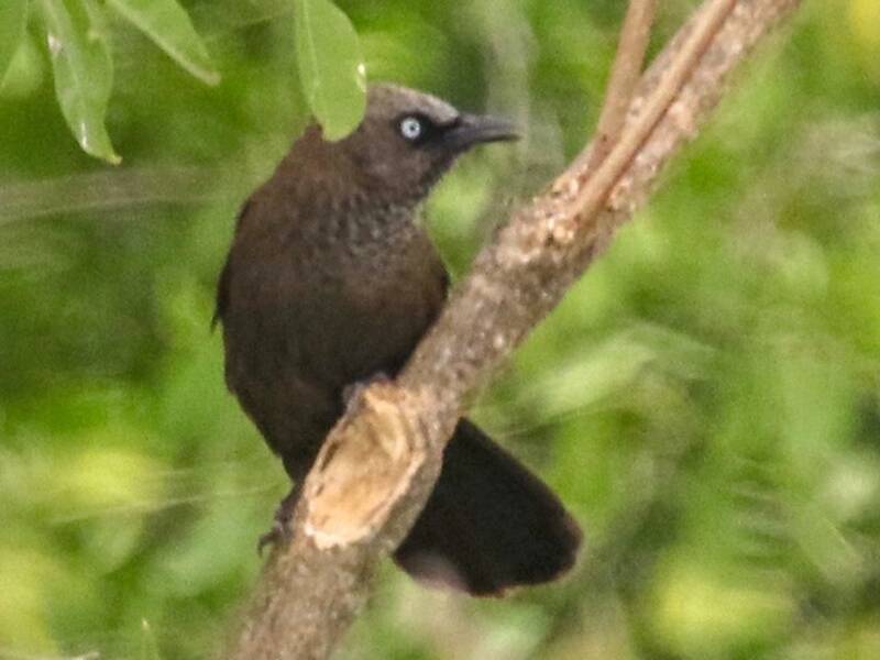 Dusky Babbler