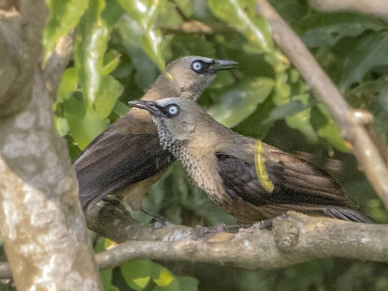 Dusky Babbler, Photos 3