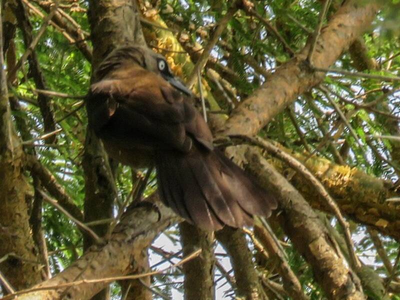 Dusky Babbler, Photos 2