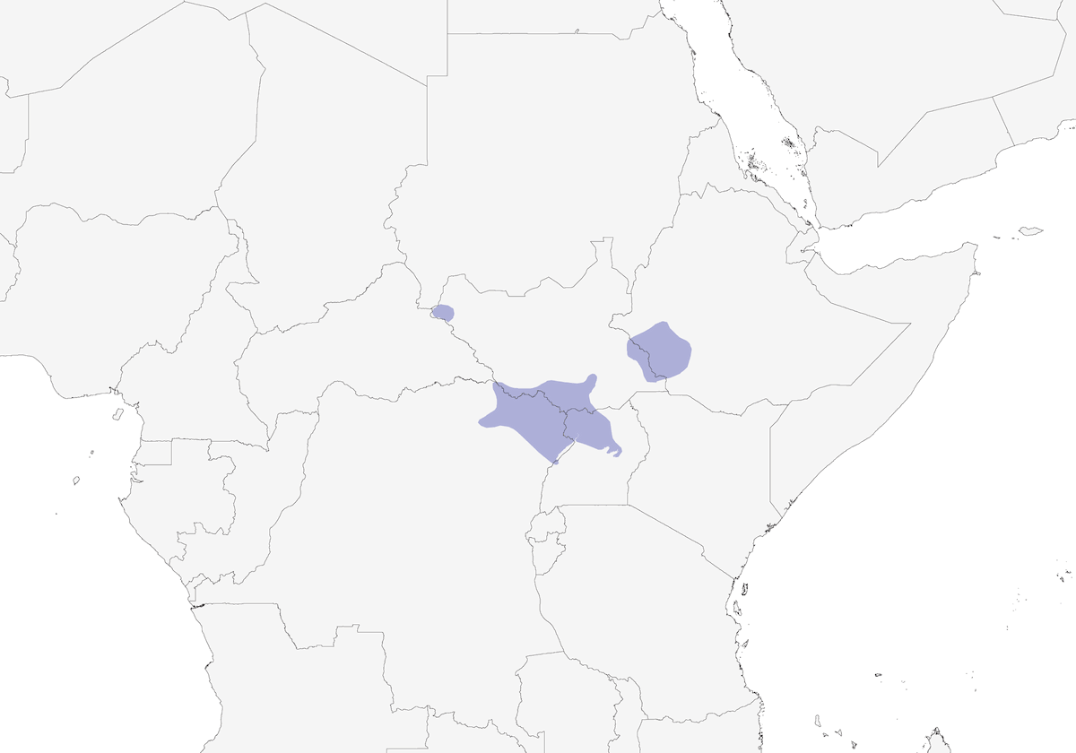 Dusky Babbler, Distribution 1