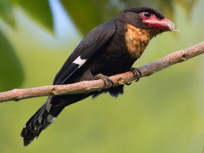Dusky Broadbill, Photos 3