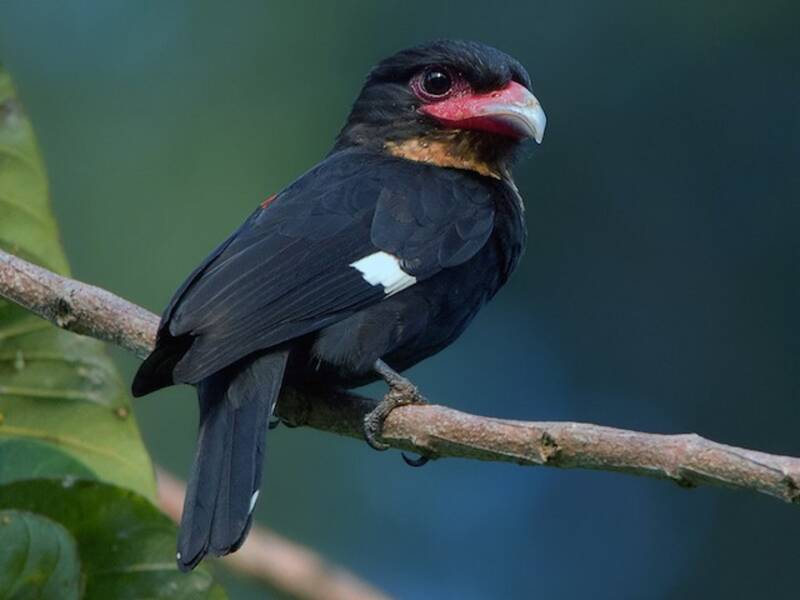Dusky Broadbill, Photos 2