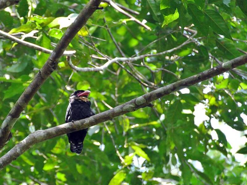 Dusky Broadbill, Photos 4