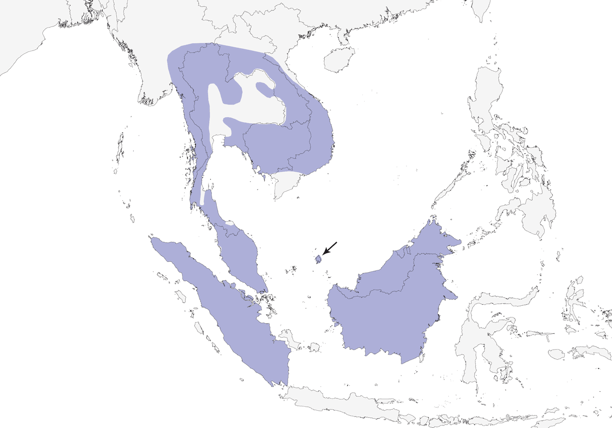 Dusky Broadbill, Distribution 1