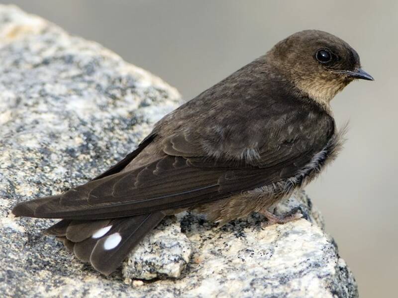 Hirondelle isabelline, Photos 4