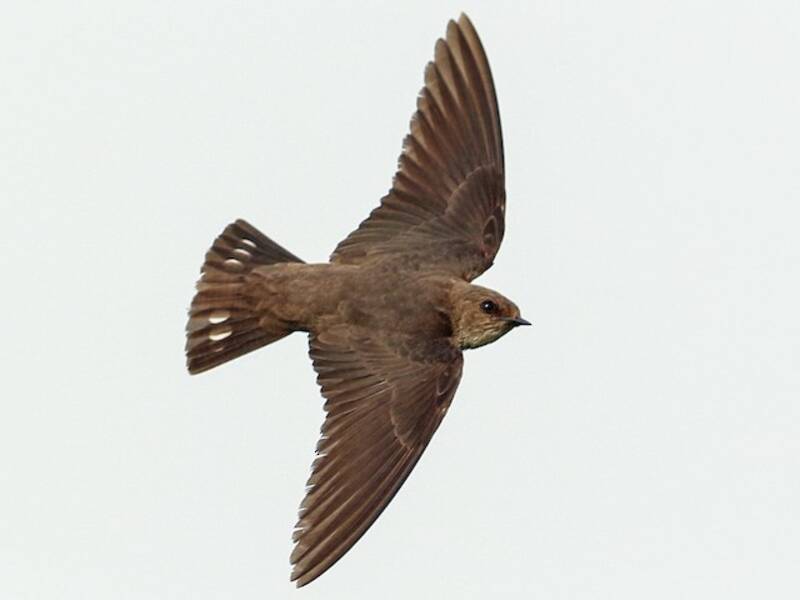 Hirondelle isabelline, Photos 2
