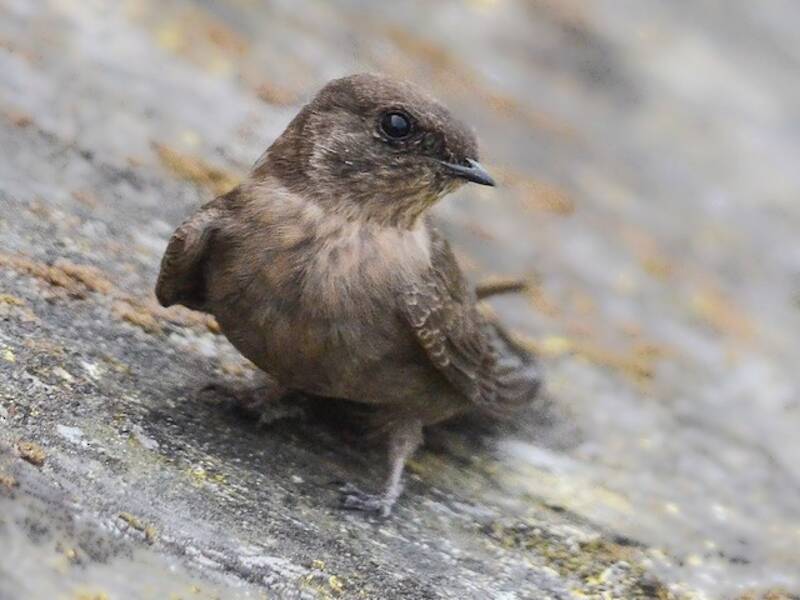 Hirondelle isabelline, Photos 3