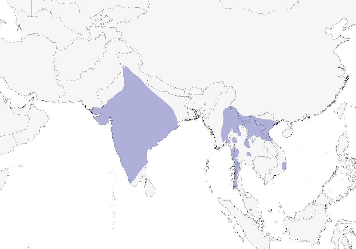 Hirondelle isabelline, Distribution 1
