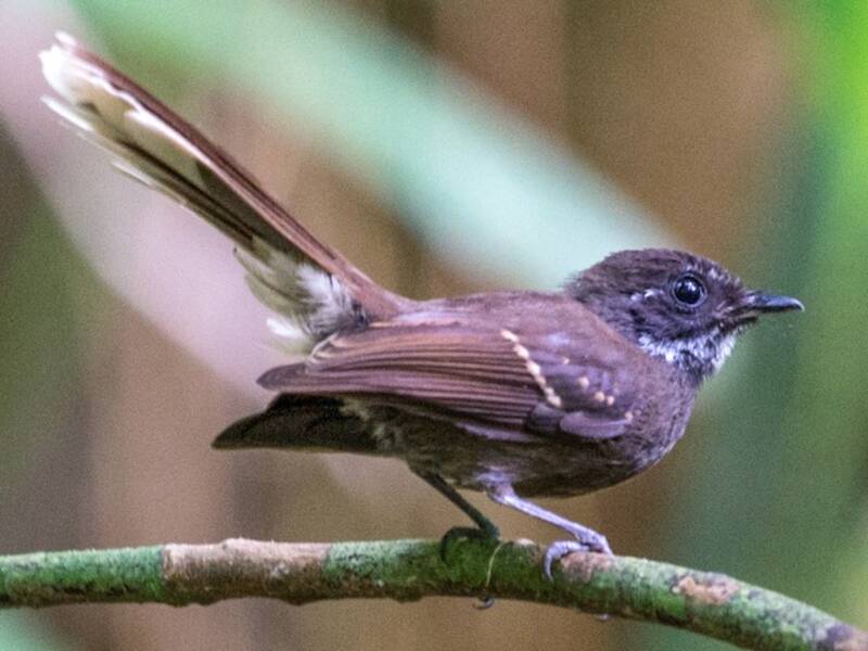 Dusky Fantail