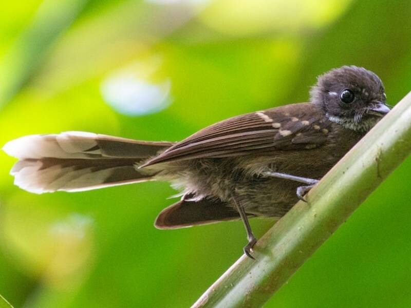 Dusky Fantail, Photos 3