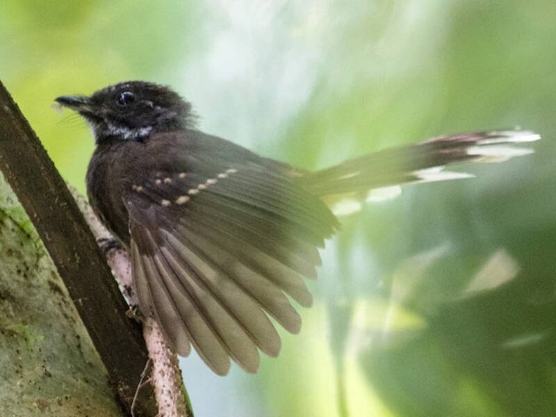 Dusky Fantail, Photos 2