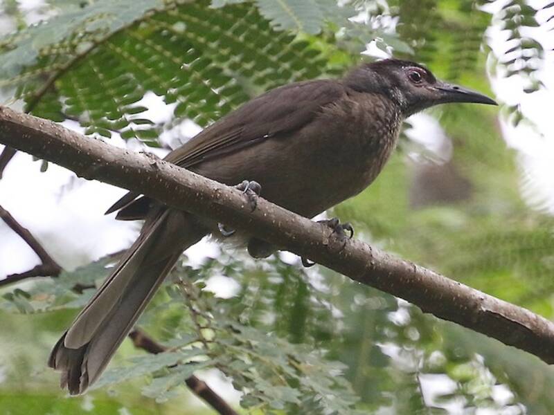 Morotai Friarbird, Photos 3