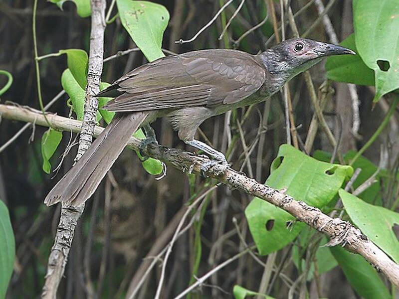 Morotai Friarbird, Photos 2