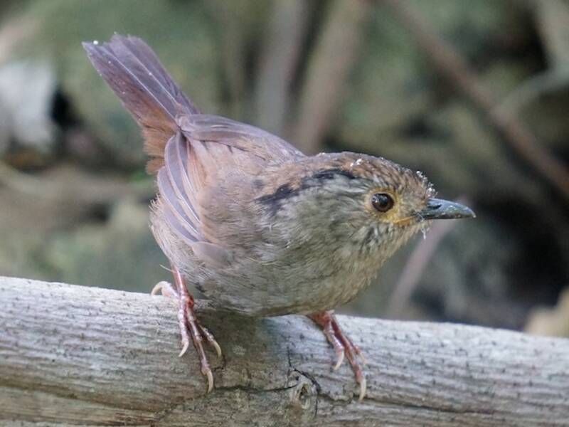 Dunkle Fulvetta, Fotos 3