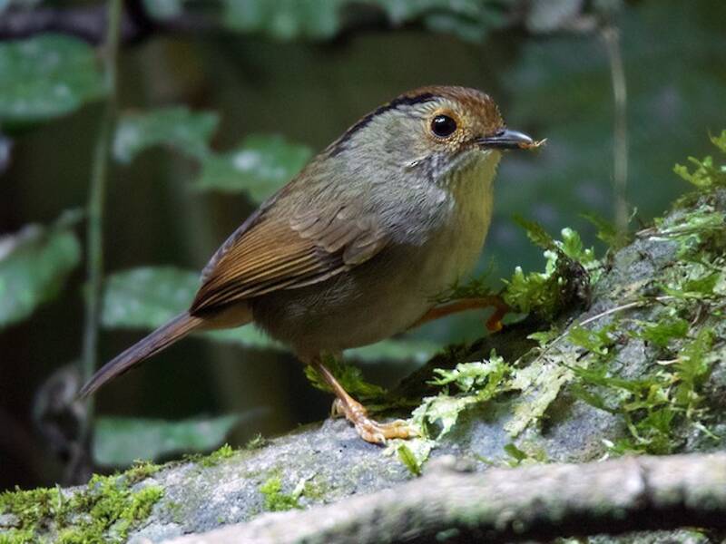 Dunkle Fulvetta, Fotos 4