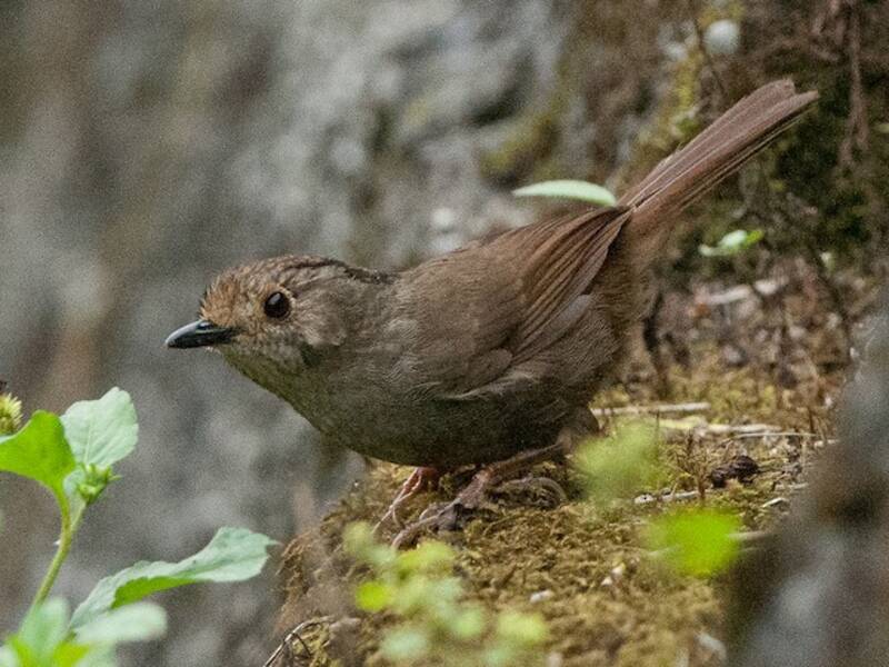 Dunkle Fulvetta, Fotos 2