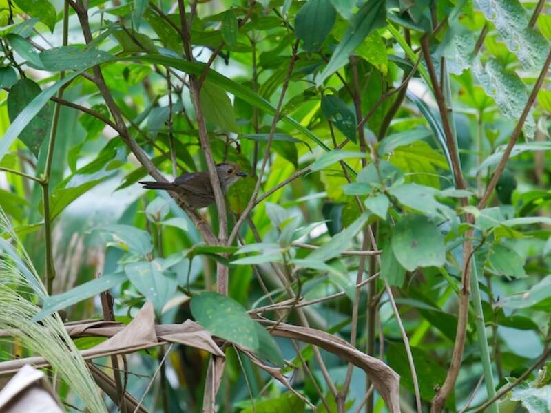 Dunkle Fulvetta