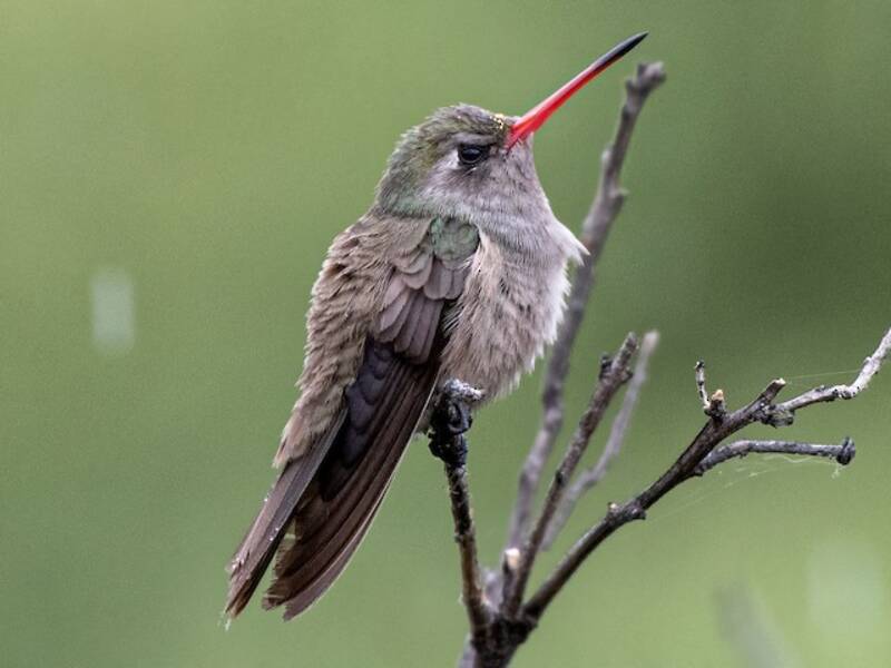 Colibrì scuro, Foto 2