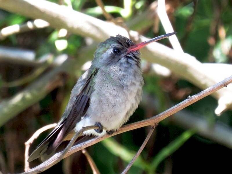 Colibrì scuro, Foto 3