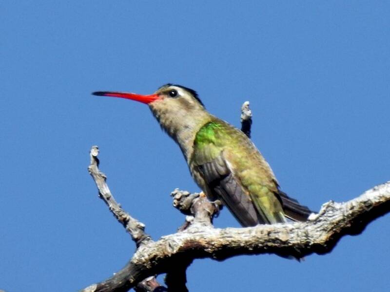 Colibrì scuro, Foto 4