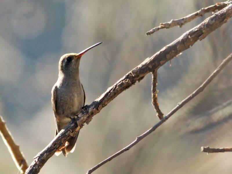 Dusky Hummingbird