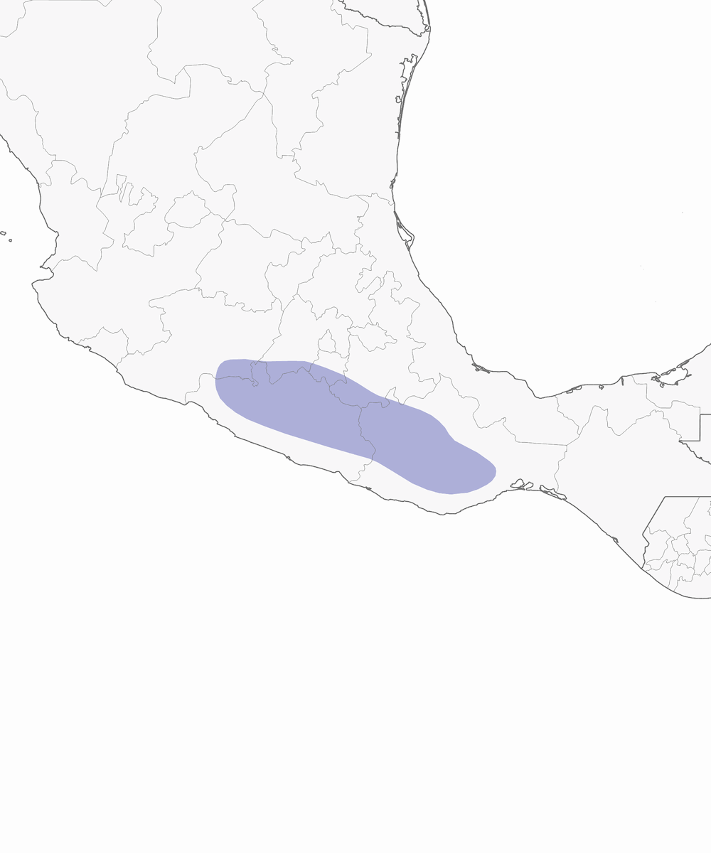 Colibrì scuro, Distribuzione 1