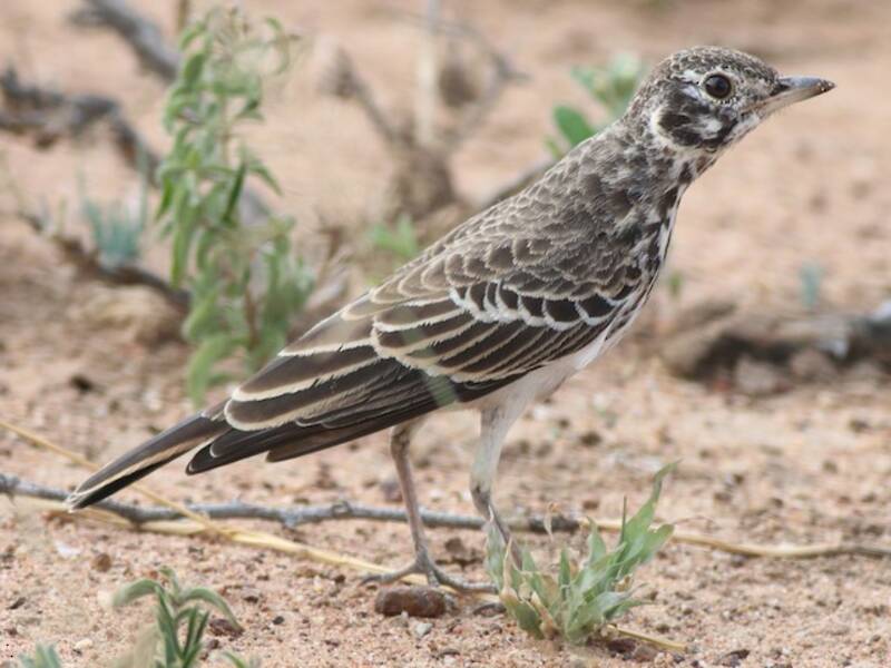 Dusky Lark, Photos 3