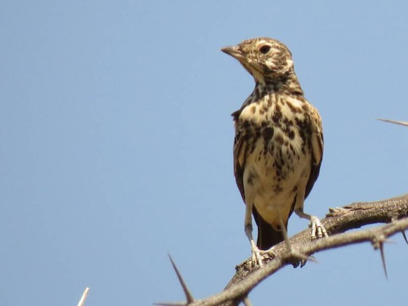 Dusky Lark, Photos 4
