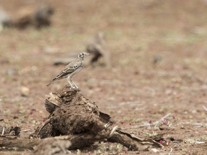 Dusky Lark