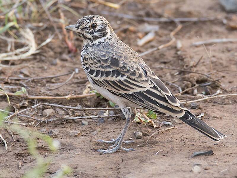 Dusky Lark, Photos 2