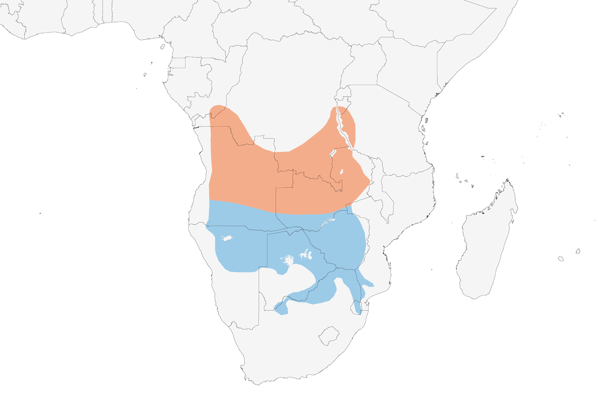 Dusky Lark, Distribution 1