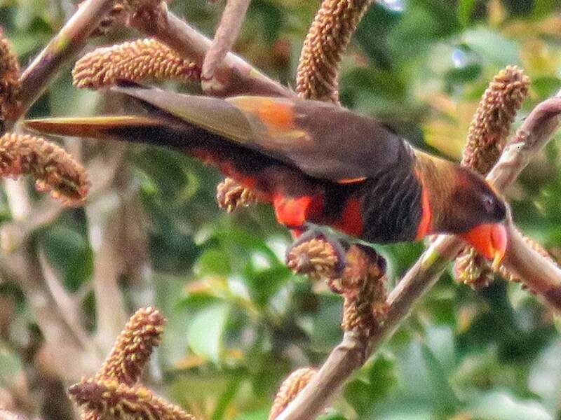 Dusky Lory, 照片 3