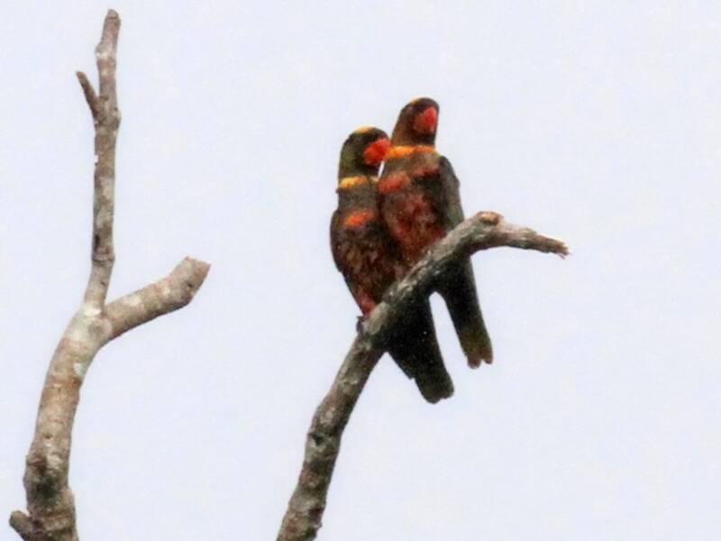 Dusky Lory, Chalcopsitta fuscata
