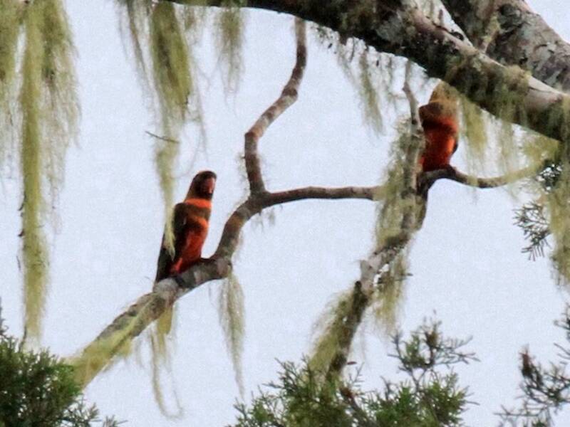 Dusky Lory, 照片 2