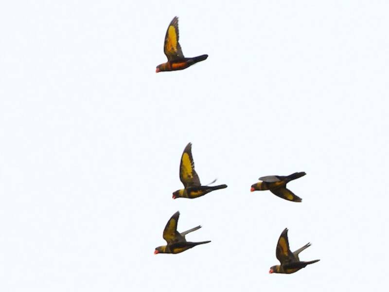 Dusky Lory, 照片 4