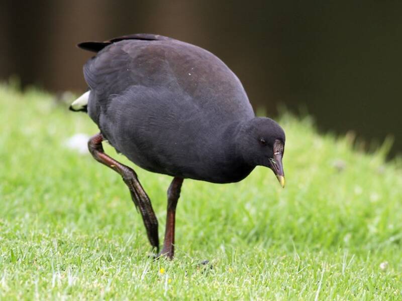 Gallineta oscura